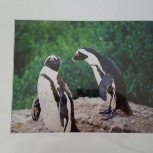 Safari photo penguin pair